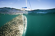 Whale Shark And Yacht Photograph by Science Photo Library