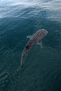 Whale Shark Photograph by Science Photo Library
