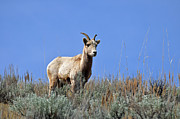 What are Ewe You Looking At? Photograph by Bruce Gourley