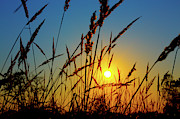 Wheat Field In Sunrise Photograph by Science Photo Library