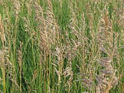 Wheat In The Wind Photograph by Aaron Martens Wheat In The Wind Photograph by Aaron Martens