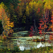 When the Green Woods Laugh Photograph by Rebecca Sherman