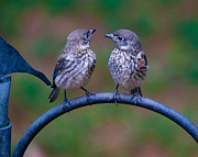 When's Dad Coming Back? Photograph by Robert L Jackson