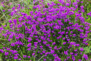 Where the Heather Bells are Blooming Photograph by Diane Macdonald