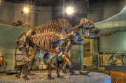 Where's Dino? Photograph by Mathias 