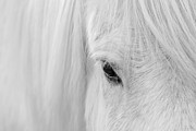 Whisper Of Iceland Photograph by John Fan