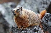 Whistle Pig Photograph by Bill Singleton