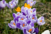 White and Purple Crocus Photograph by Jill Lang