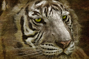 White Bengal Photograph by Lois Bryan
