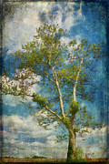 White Birch In May Photograph by Lois Bryan