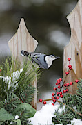 White-breasted Nuthatch Photograph by Linda Arndt