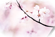 White Cherry Blossoms in the Sunlight Photograph by Beverly Claire Kaiya