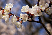 White Cherry Blossoms Photograph by Mary Lee Dereske