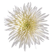White Chrysanthemum Flower Photograph by Science Photo Library