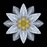 White Clematis Flower Mandala Photograph by David J Bookbinder