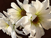 White Daisies in Sunshine Photograph by Susan Savad White Daisies in Sunshine Photograph by Susan Savad