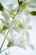 White Dendrobium Orchid Photograph by Science Photo Library