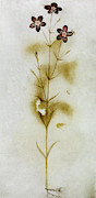 White Flower, C1585 Painting by Granger