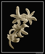 White flower Photograph by Ron Roberts