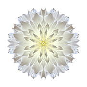 Giant White Dahlia I Flower Mandala White Photograph by David J Bookbinder