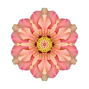 Hibiscus rosa-sinensis I Flower Mandala White Photograph by David J Bookbinder