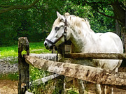White Horse Looking Away Photograph by Susan Savad