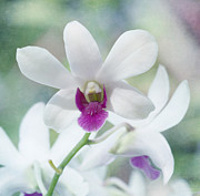 White Orchid Photograph by Kim Hojnacki White Orchid Photograph by Kim Hojnacki
