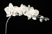 White Orchids Monochrome Photograph by Adam Romanowicz
