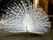 White Peacock Photograph by Jean Wolfrum