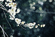 White Plum Blossoms with Blue Green Brocade Background Photograph by Beverly Claire Kaiya