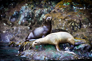White Seal Painting by John Haldane