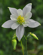 White Star Flower Digital Art by Mae Wertz