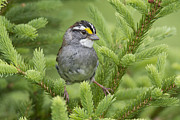 White-throated Sparrow Male In Breeding Photograph by Scott Leslie White-throated Sparrow Male In Breeding Photograph by Scott Leslie