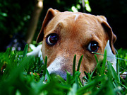 Who dug this hole in my garden? Photograph by Alessandro Della Pietra
