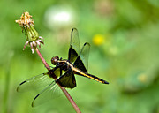 Widow Skimmer Photograph by Cheryl Baxter
