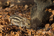 Wild Boar And Piglet Photograph by Helmut Pieper