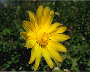 Wild Daisy Photograph by David Armstrong