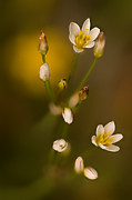 Wild Garlic Photograph by Robert Charity