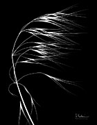 Wild Grass Seed Heads Photograph by Science Photo Library