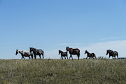 Wild Horses, North Dakota Photograph by Mark Newman Wild Horses, North Dakota Photograph by Mark Newman