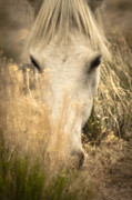 Wild Mustangs of New Mexico 36 Photograph by Catherine Sobredo