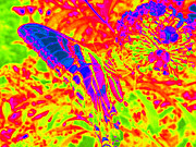 Wild n Crazy Butterfly Photograph by Kim Galluzzo