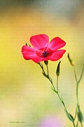 Wild Red Flower Photograph by Tom Janca