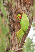 Wild Rose-ringed Parakeet Psittacula Photograph by Photostock-israel