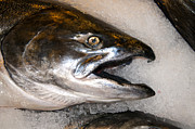 Wild Salmon Photograph by Brenda Kean