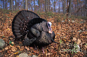 Wild Turkey Displaying Photograph by Len Rue Jr