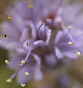 Wild Wildflower Photograph by Loni Collins