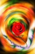 Wild Rose Digital Art by Alessandro Della Pietra