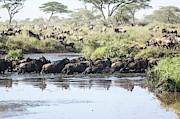 Wildebeest Migration Photograph by Science Photo Library