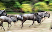 Wildebeest Running Photograph by Science Photo Library